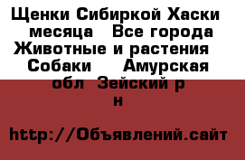 Щенки Сибиркой Хаски 2 месяца - Все города Животные и растения » Собаки   . Амурская обл.,Зейский р-н